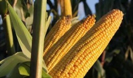 爆料视频农田玉米谷子,玉米与谷子共舞，揭秘丰收背后的秘密